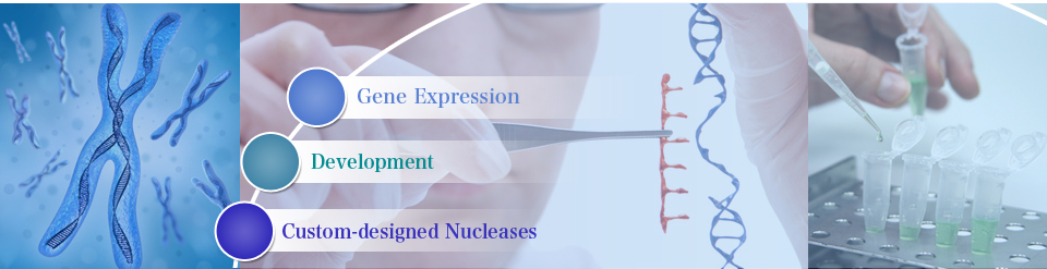 Gene Expression, Development, Engineered Nucleases & Genome Editing